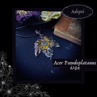 Image 2 of ☽ Acer Pseudoplatanus ☾