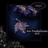 Image 3 of ☽ Acer Pseudoplatanus ☾