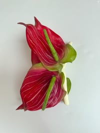 Image 1 of xl anthurium claw