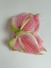 Image 1 of xl pink anthurium claw