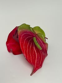 Image 1 of red anthurium claw 