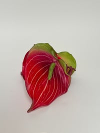 Image 2 of red anthurium claw 