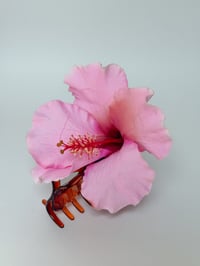 Image 1 of pink hibiscus claw
