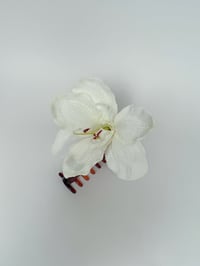 Image 2 of white amaryllis claw