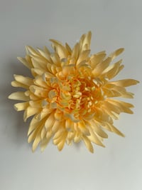 Image 2 of butter yellow chrysanthemum claw