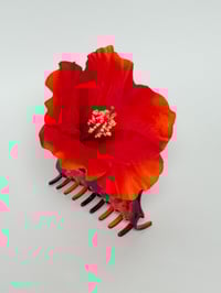 red hibiscus claw