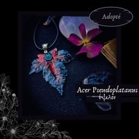 Image 6 of ☽ Acer Pseudoplatanus ☾