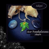 Image 4 of ☽ Acer Pseudoplatanus ☾