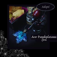 Image 7 of ☽ Acer Pseudoplatanus ☾