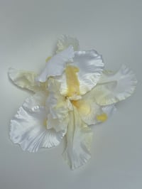 Image 1 of xl buttercup white iris claw