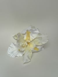 Image 2 of xl buttercup white iris claw