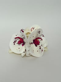 Image 1 of xl spotty phalaenopsis orchid claw