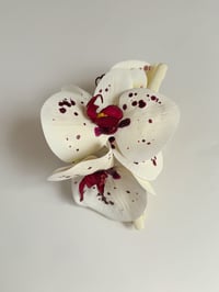 Image 2 of xl spotty phalaenopsis orchid claw