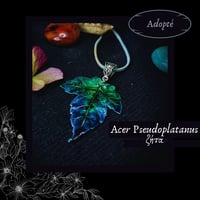 Image 5 of ☽ Acer Pseudoplatanus ☾