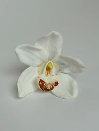 Image 1 of white cymbidium orchid clip