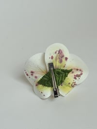 Image 2 of spotty phalaenopsis orchid clip