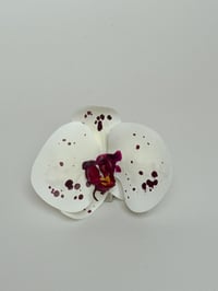 Image 1 of spotty phalaenopsis orchid clip