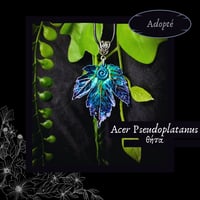 Image 9 of ☽ Acer Pseudoplatanus ☾