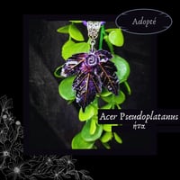 Image 8 of ☽ Acer Pseudoplatanus ☾