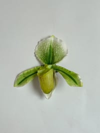 Image 1 of limon lady slipper orchid clip