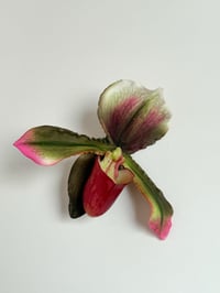 Image 1 of emerald lady slipper orchid clip
