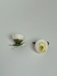 white ranunculus clips