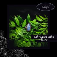 Image 4 of ☽ Labradora Alba ☾