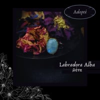 Image 2 of ☽ Labradora Alba ☾