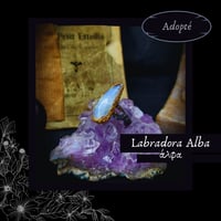 Image 1 of ☽ Labradora Alba ☾