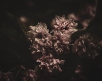 Night Bloom 1