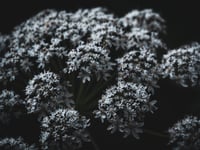 Night Bloom 2
