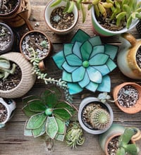 Image 4 of Forever Succulent