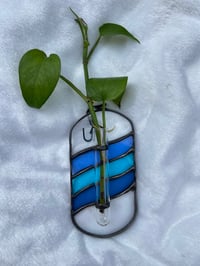 Image 2 of Blue Three Tone Plant Propogation