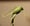 Image of ETFF Frog Kit