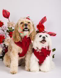 Image 1 of LOVE LUX WALKWEAR SET - ROUGE