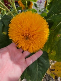 Teddy Bear Ssunflower