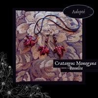 Image 1 of 🜢 Crataegus Rosalia 🜢