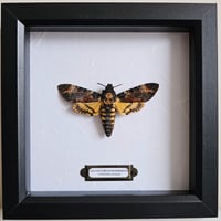 Death's-Head Hawkmoth I