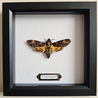 Death's-Head Hawkmoth V
