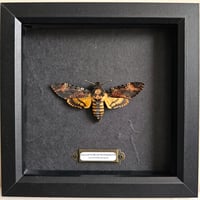 Death's-Head Hawkmoth VI