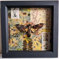 Scrapbook - Death's-Head Hawkmoth