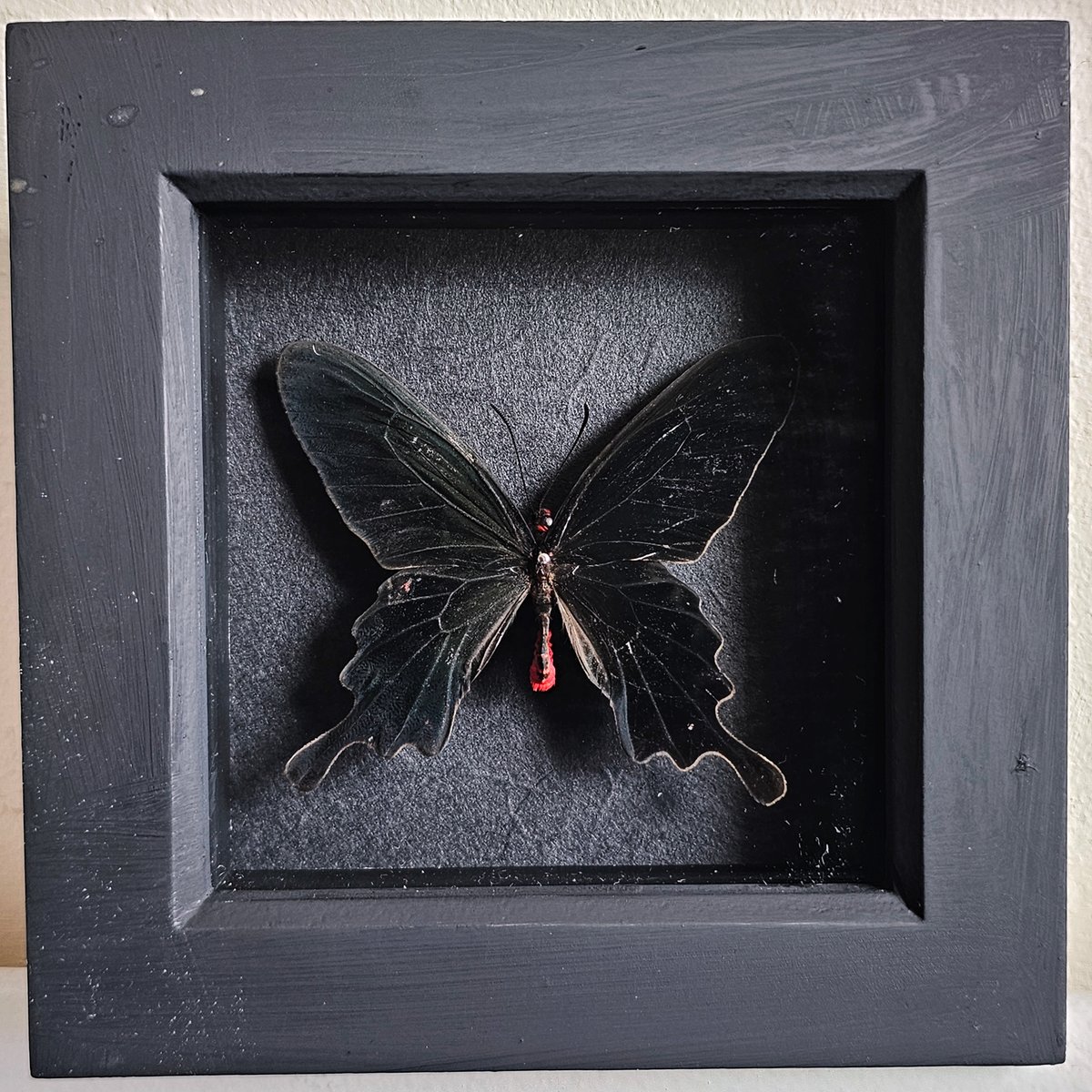 Framed - Pink Rose Swallowtail Butterfly