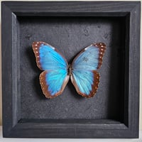Framed - Blue Morpho Butterfly