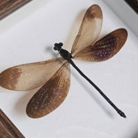 Image 2 of Rustic Framed - Vestalis Melania Damselfly