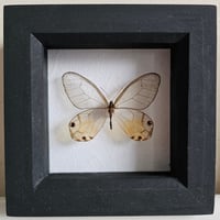 Framed - Amber Phantom Butterfly