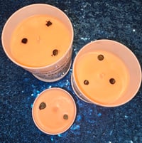 Image 1 of Blood Orange 
