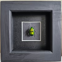 Framed - Green Flower Beetle