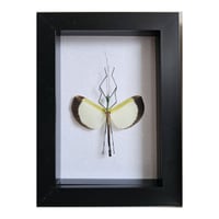 Framed - Yellow Umbrella Stick Insect