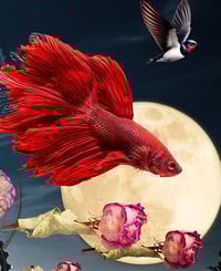Image 5 of 'Red Fish, Big Moon'