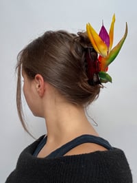 Image 3 of bird of paradise